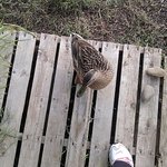 [사진有] 야생오리 길들이기