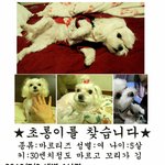 <서울 면목동> ★우리 <b>초롱</b>이좀 찾아주세요ㅠㅠㅠㅠ★