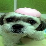 피서 때 <b>애완</b>동물 데려가시나요?