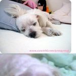 2005.06.03 우리집 강아지를 죽인 오토바이 뺑소니..