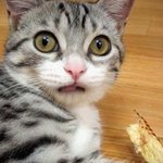 완전 웃긴 고양이 <b>짤방</b> 모음