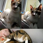 (한남대근처사시는분들)고양이 가출! 도와주세요!