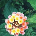 이 <b>꽃</b> <b>이름</b> 아시는 분!!^^
