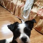 사진有)소중한가족달래를찾습니다!!!!!!(고양시 <b>원당</b>)