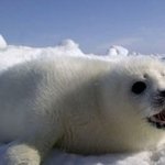 보는것만으로도 시원한 <b>하프</b> 물범