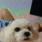 10시경 <b>방배동</b>에서  잃어버린 흰색 푸들 쵸코를 찾아요(사진유)