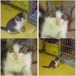 고양이 분양해요~ ㅠㅠ
