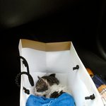 [실화]어느 길고양이와의 만남, 사진 有