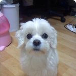 저보다 애완동물많이키워보신분 손손손!!