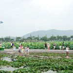 <b>무안</b> 연꽃축제
