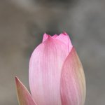 <b>무안</b> 연꽃축제