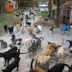 미국의 고양이 <b>마을</b>, 브라질의 유기견 <b>마을</b>