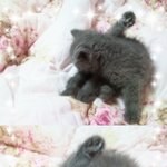 <b>러블</b> ~ 분양 받았어요^^