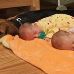 사랑스런 아기천사와 악마<b>견들</b>