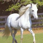 아시는분은 다 아는 <b>백마</b>입니다