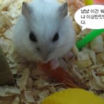 사진有 // 저와 동거하는 햄토리들을 소개합니다.