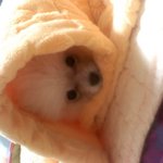 우리집 귀여운 호야에요~