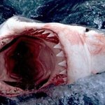 바다의 왕자, 백상<b>아리</b> 포스~