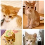 3개월 아기고양이 사랑으로 품어주실 분 계시나요?