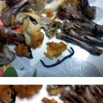 사진有] 치킨에서나온 <b>지렁이</b>....