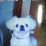 서울 도봉구 <b>쌍문동</b> 일대 페키니즈 수컷 1살 찾아요 제발요