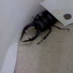 사진有// 아르바이트하는 곳에 찾아온 특별한 손님들