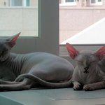 고양이 키워보신 분이나 잘 아시는분 도와주세여ㅠ