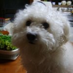 서울시 관악구 신사동 남부초 <b>근처</b>에서 곱슬이 말티즈를 찾습니다!...