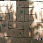 <b>a컵</b> 여자주제에 183이상?