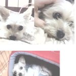 강아지를 찾아요 ㅠㅠㅠ(대구)