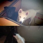 먼길 홀로 집에 다시 찾아온 진돗개.