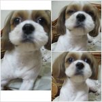 강아지 <b>배변</b>훈련 하는 방법 좀 알려주세요 ㅠ