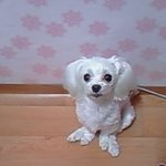 강아지를 찾습니다 부탁드려요(인천) 한번만읽어주세요