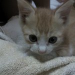 (유기묘) <b>보리</b>의 새가족을 찾습니다~~