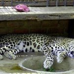 더위에 지친 <b>동물</b>들