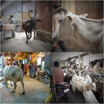 인도여행가서 굶고왔어요