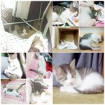 고양이 두마리 이상 키우시는 님들 도와주세요~