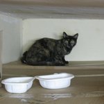 길고양이가 창고에 와서 새끼를 낳았어요! 도와주세요~!!