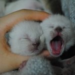 미친고양이