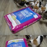 대구>> 아기 고양이 <b>분양</b> 합니다 ^^