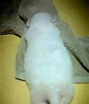 우리강아지 자랑이요.