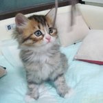 쓰러지는애교쟁이 우리냥이♥
