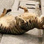 엽기<b>자세</b>로 잠자는 고양이들ㅋㅋㅋㅋㅋㅋㅋ