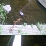 새로운 타입의 비둘기