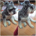 촌동네 슈나와 <b>시츄</b>의 기막힌 동거  (사진有)