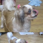 **고양시 <b>화정</b>,고양시 <b>화정</b> 강아지주인찾습니다**사진有