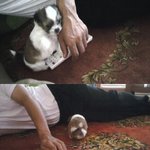 사연이 있는 우리집 강아지 <b>mr</b>군..