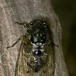 (사진有)ㅋㅋㅋㅋㅋㅋ내등에 붙어있던 괴생명체..ㅋㅋㅋㅋㅋㅋㅋㅋㅋ