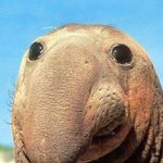 아 자꾸 <b>신현준</b> 닮았대요.... 진짜 닮았나요?