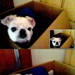 사진有)견생역전-유기견에서 럭셔리견으로~(복덩이 이야기..